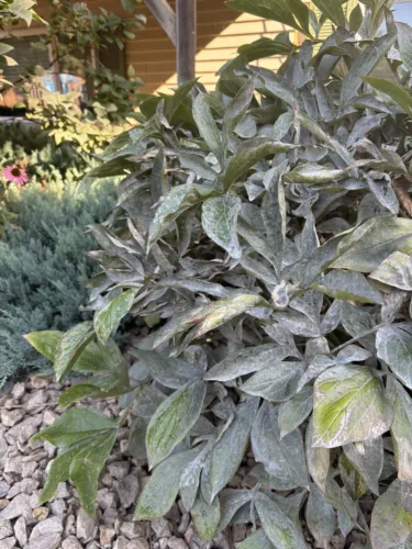 Dakota Gardener: One plant you should clean up this fall